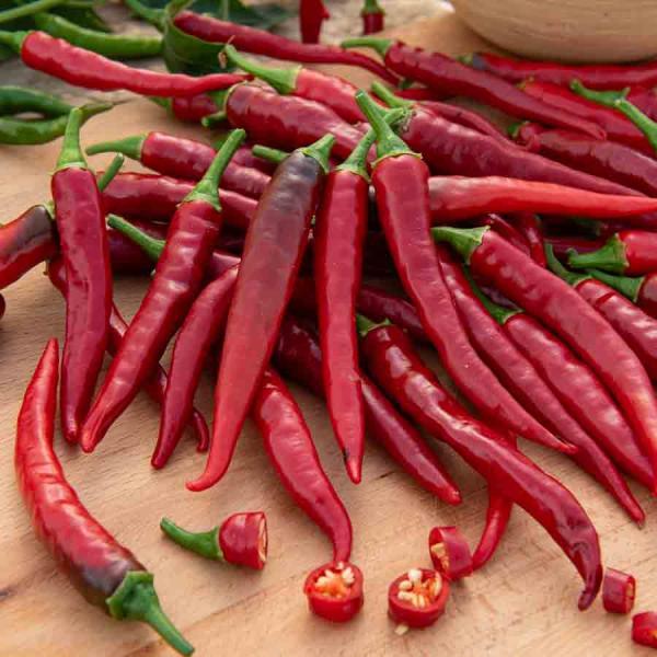 Potagères - Piment de Cayenne - face recto